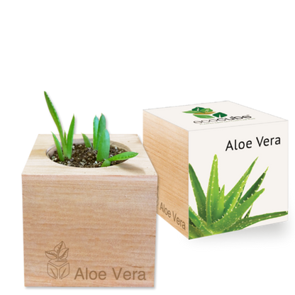 Collection de Plantes Élégantes : Aloe Vera, Tournesol, Basilic et plus