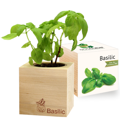 Collection de Plantes Élégantes : Aloe Vera, Tournesol, Basilic et plus