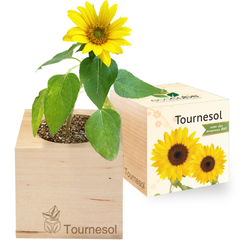 Collection de Plantes Élégantes : Aloe Vera, Tournesol, Basilic et plus