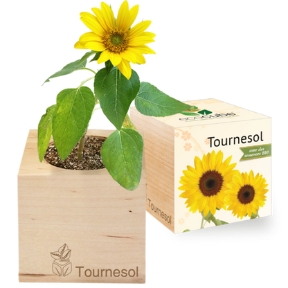 Collection de Plantes Élégantes : Aloe Vera, Tournesol, Basilic et plus