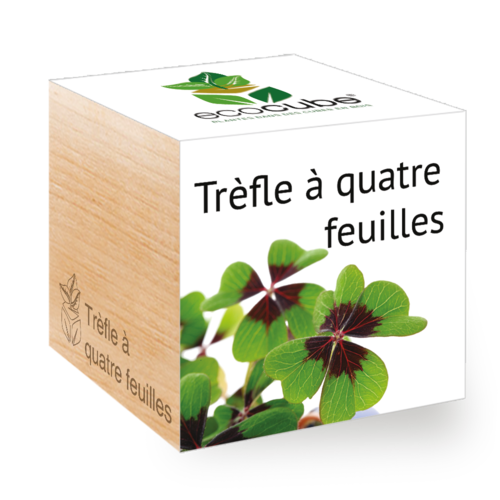 Collection de Plantes Élégantes : Aloe Vera, Tournesol, Basilic et plus