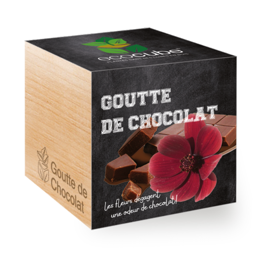 Collection de Plantes Élégantes : Aloe Vera, Tournesol, Basilic et plus