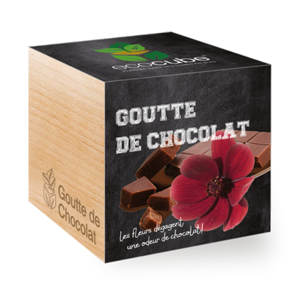 Collection de Plantes Élégantes : Aloe Vera, Tournesol, Basilic et plus