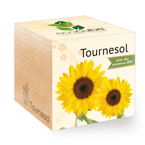 Collection de Plantes Élégantes : Aloe Vera, Tournesol, Basilic et plus