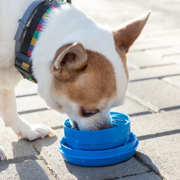 Laisse de chien multifonction 6 en 1 avec lampe LED et distributeur d'eau