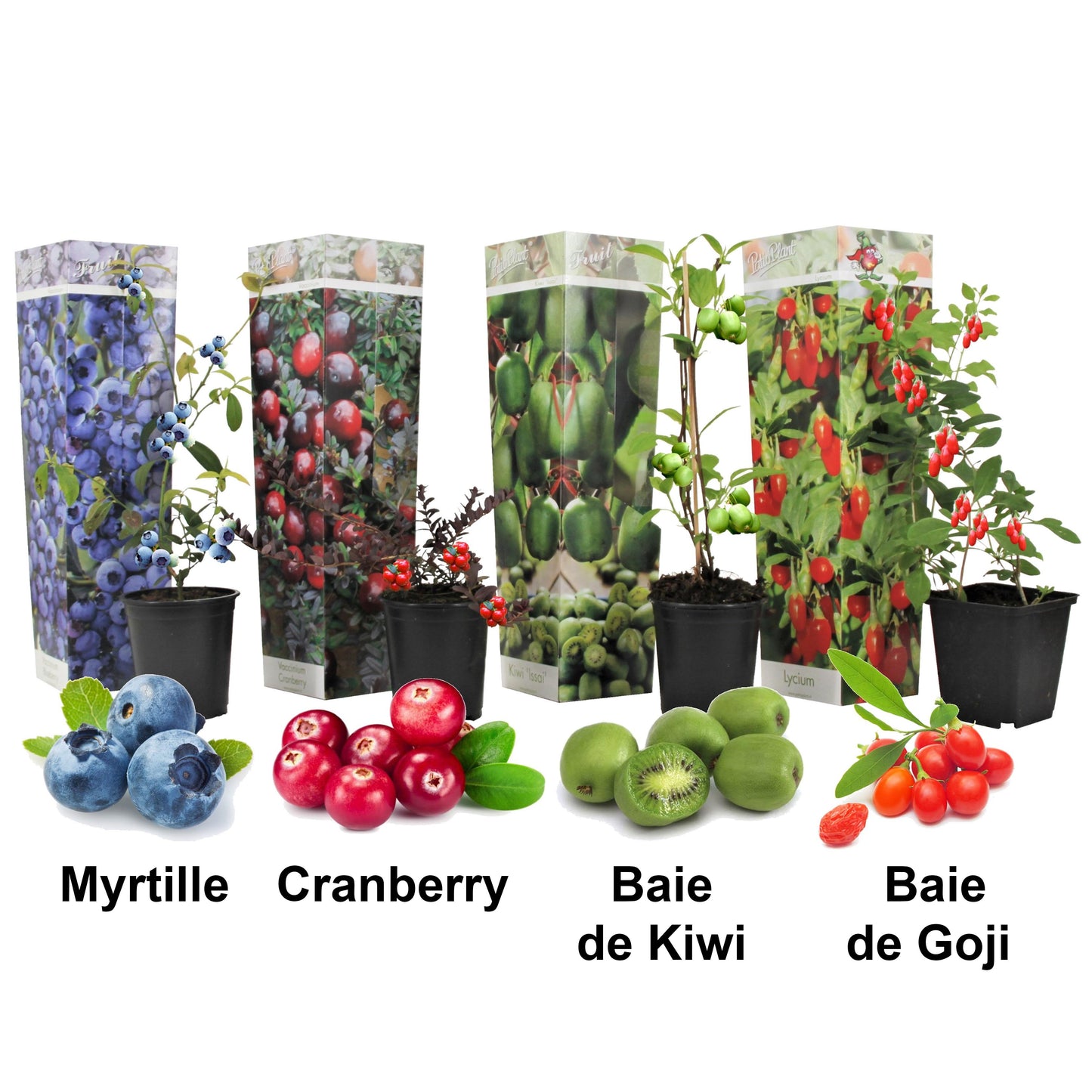 Lot de 4 Arbres à Smoothies - Cultivez vos Super Fruits à Domicile