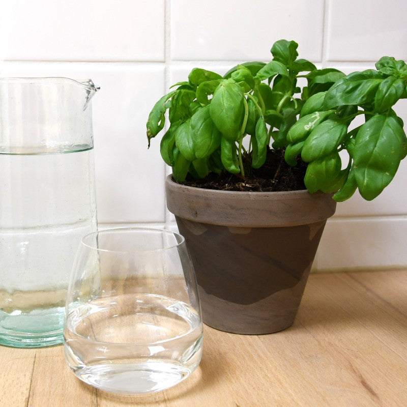 Kit de Plantation Intérieur Basilic Grand Vert Bio avec Pot en Terre Cuite