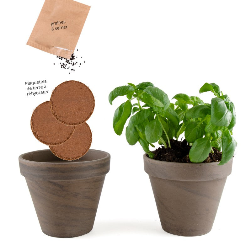 Kit de Plantation Intérieur Basilic Grand Vert Bio avec Pot en Terre Cuite