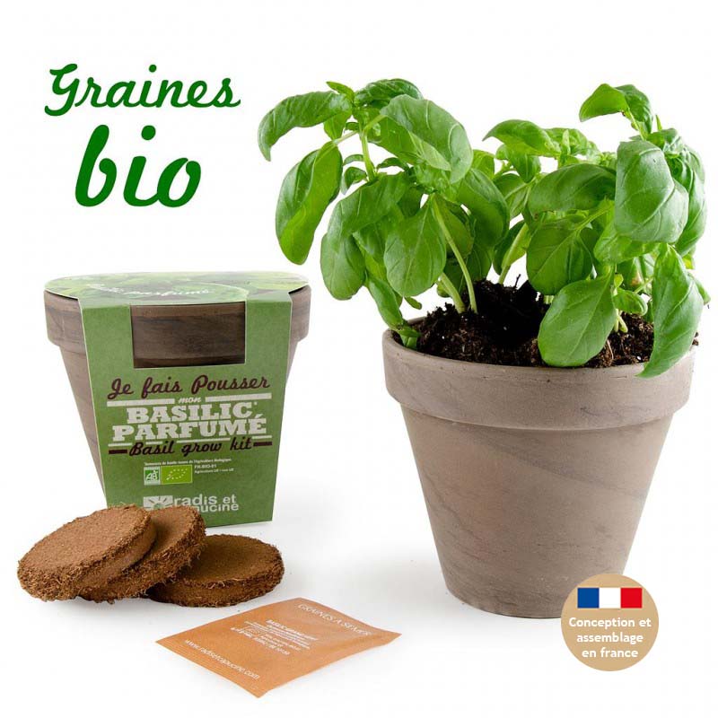 Kit de Plantation Intérieur Basilic Grand Vert Bio avec Pot en Terre Cuite
