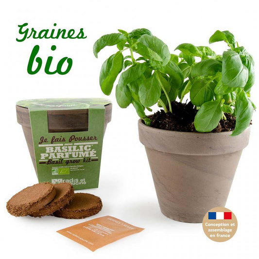 Kit de Plantation Intérieur Basilic Grand Vert Bio avec Pot en Terre Cuite