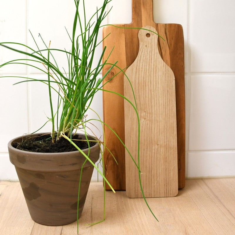 Kit Ciboulette Bio avec Pot en Terre Cuite - Pour une Cuisine Fraîche !