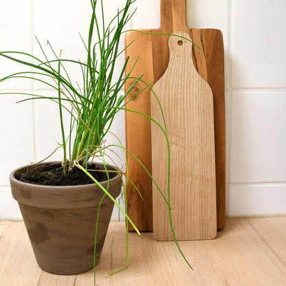 Kit Ciboulette Bio avec Pot en Terre Cuite - Pour une Cuisine Fraîche !