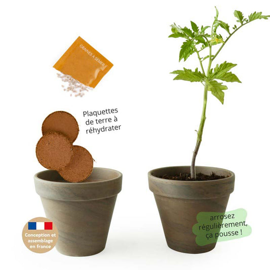 Kit de Plantation Intérieur Tomate Cerise BIO avec Pot en Terre Cuite