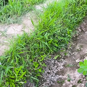 Râteau de désherbage portatif en acier – L'outil indispensable pour votre jardinage !