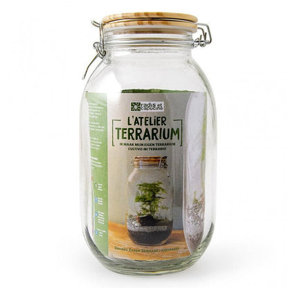 Terrarium DIY à assembler avec graines d'asparagus et accessoires
