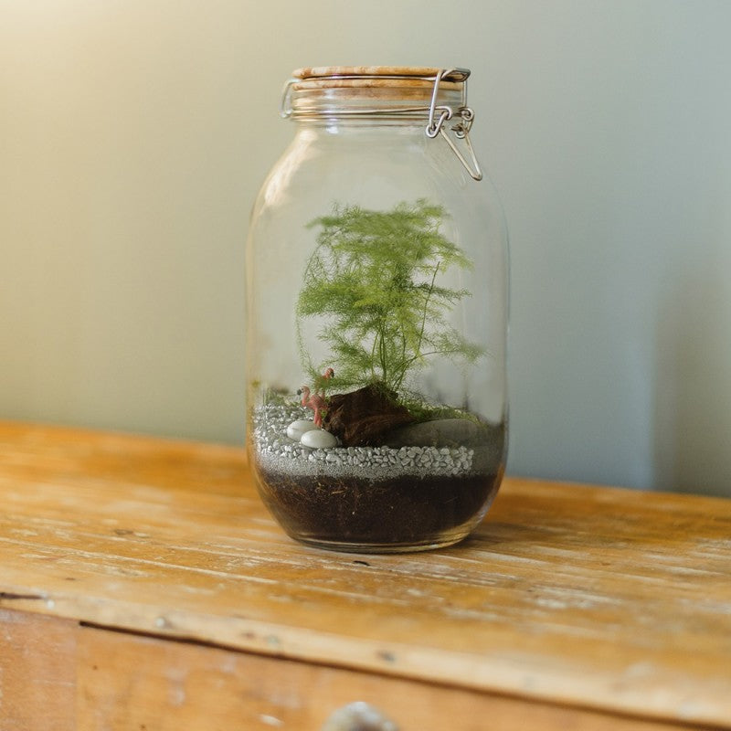 Terrarium DIY à assembler avec graines d'asparagus et accessoires