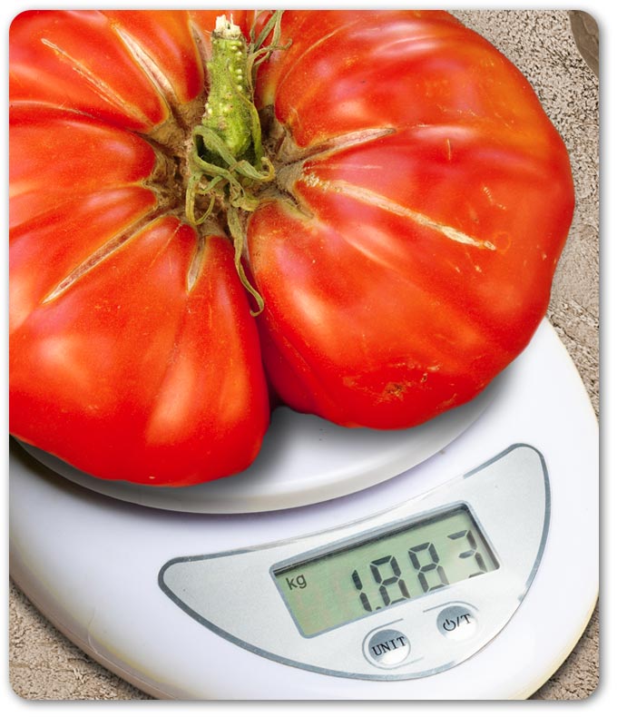 Set de 5 tomates géantes au goût d'antan - L'expérience jardinage authentique