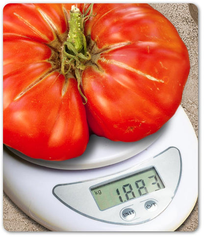 Set de 5 tomates géantes au goût d'antan - L'expérience jardinage authentique