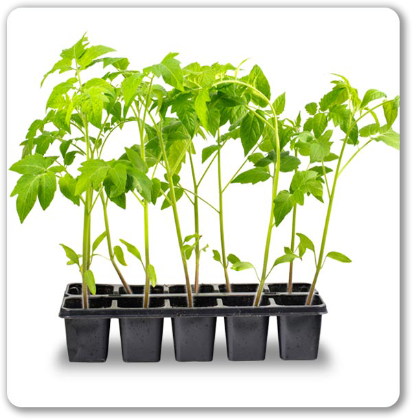 Set de 5 tomates géantes au goût d'antan - L'expérience jardinage authentique