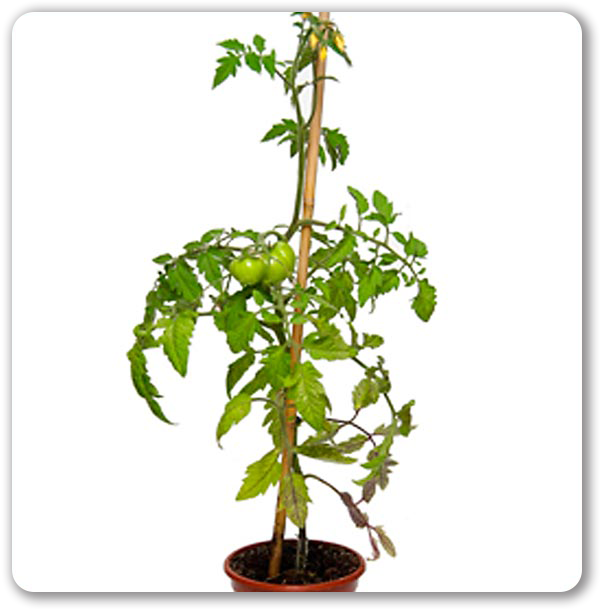 Set de 5 tomates géantes au goût d'antan - L'expérience jardinage authentique