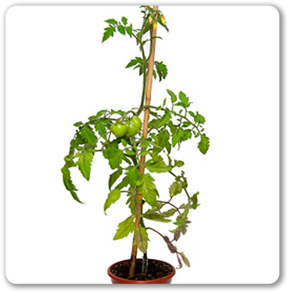 Set de 5 tomates géantes au goût d'antan - L'expérience jardinage authentique