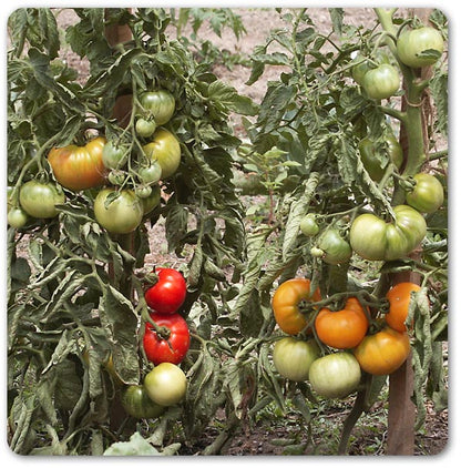 Set de 5 tomates géantes au goût d'antan - L'expérience jardinage authentique